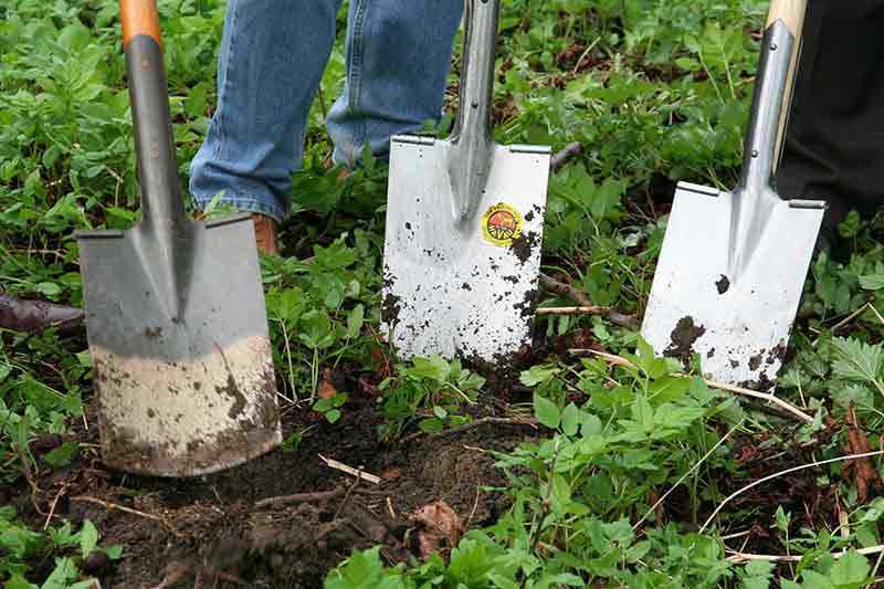 Three shovels on soil