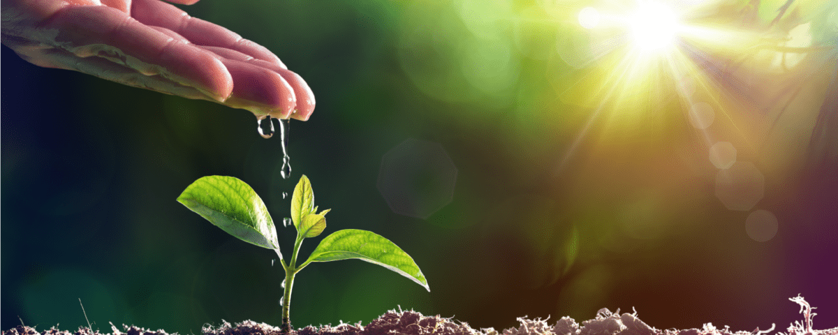 A woman watering a small plant