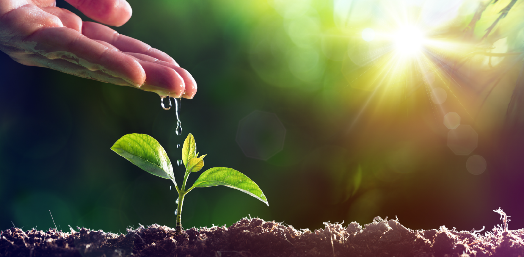 A woman watering a small plant