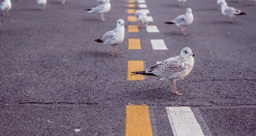 Pigeons on a road