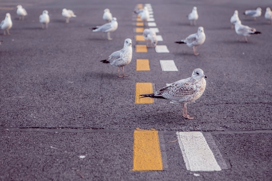 Pigeons on a road