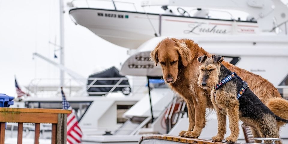 Two dogs on a yacht
